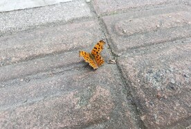 人行道地上的金色蝴蝶