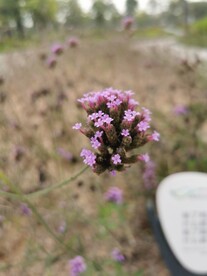柳叶马鞭草