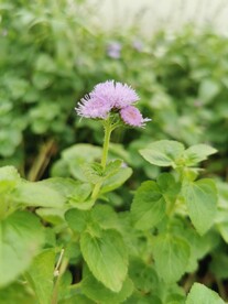 拍照 花绿植系列
