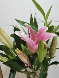 百合花