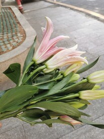 百合花 