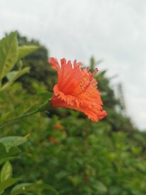 朱槿 