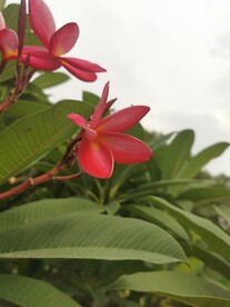 红鸡蛋花 
