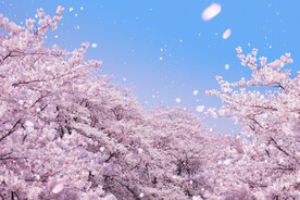樱花