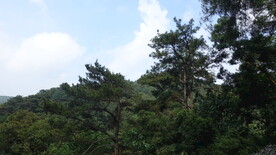 松树