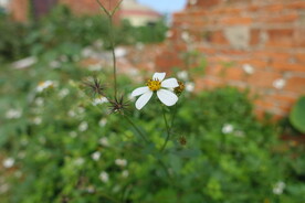小白花
