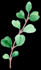 手绘插画插图花型布料