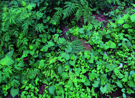 鱼腥草   折耳根   