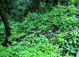 鱼腥草   折耳根    