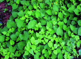 鱼腥草   折耳根   