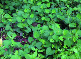 鱼腥草   折耳根    