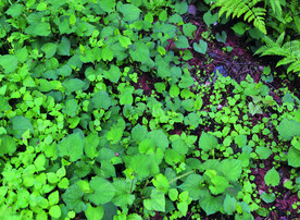 鱼腥草   折耳根