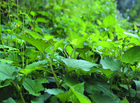 鱼腥草   折耳根   