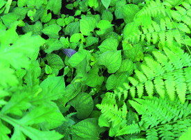 鱼腥草   折耳根   