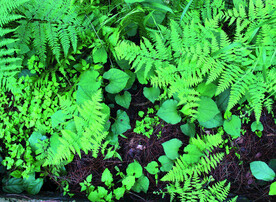 鱼腥草   折耳根    