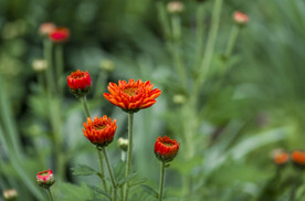 雏菊
