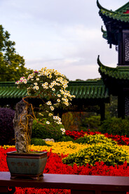 菊花盆景
