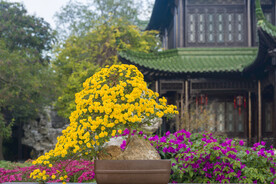 菊花盆景