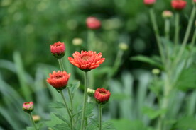 菊花 