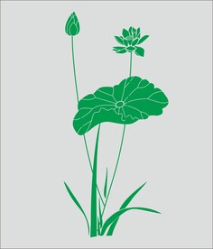 荷花