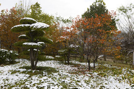 雪后绿树红叶