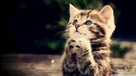 祈祷的猫咪