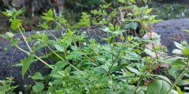 鹅肠草图片