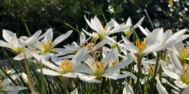 白兰花图片