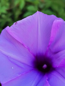 牵牛花
