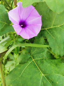 牵牛花