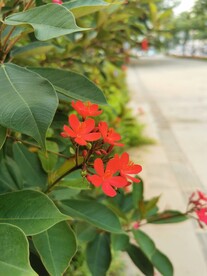红鸡蛋花