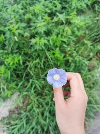 牵牛花 