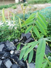 白灰毛豆