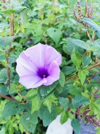 牵牛花