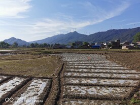 稻田