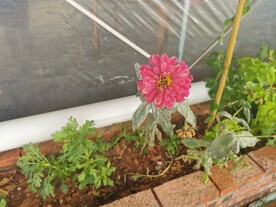 百日菊