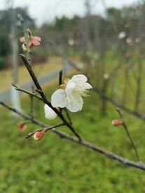 梅花
