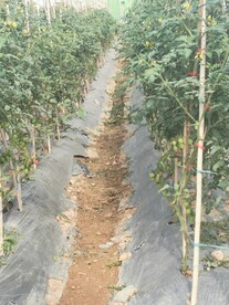 火龙果 