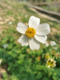 鬼针草