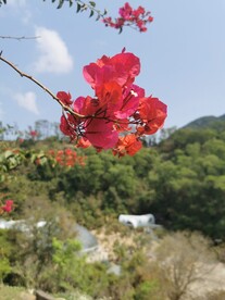 三角梅 