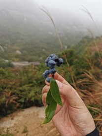 蓝莓