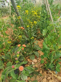 黄花