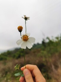 鬼针草
