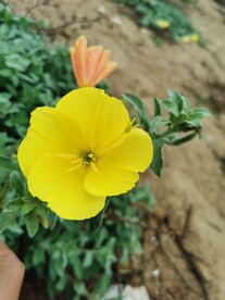 海边月见草