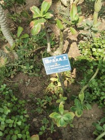 沙漠玫瑰