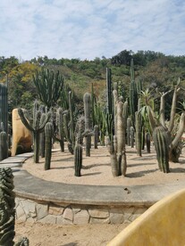 仙人掌