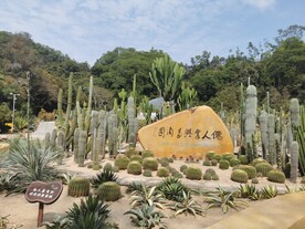 仙人掌