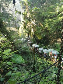 热带雨林 
