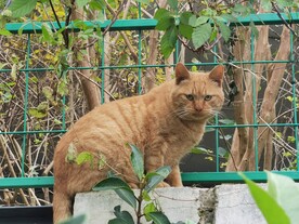 可爱橘猫田园猫