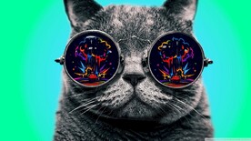戴眼镜的猫咪